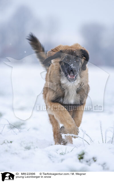 young Leonberger in snow / MW-22996