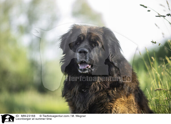 Leonberger at summer time / MW-23168