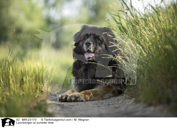 Leonberger at summer time / MW-23170