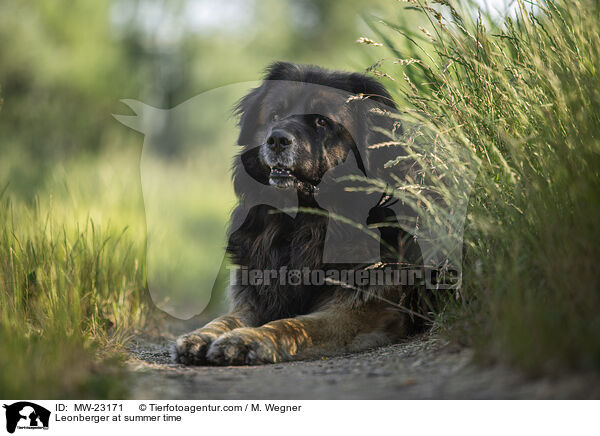 Leonberger at summer time / MW-23171