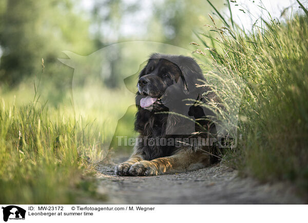 Leonberger at summer time / MW-23172