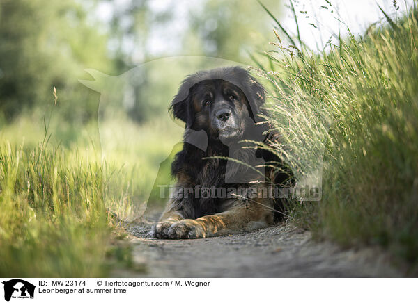 Leonberger at summer time / MW-23174