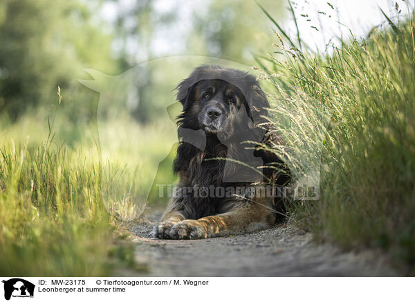 Leonberger at summer time / MW-23175