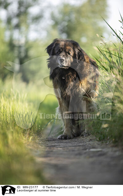 Leonberger at summer time / MW-23177