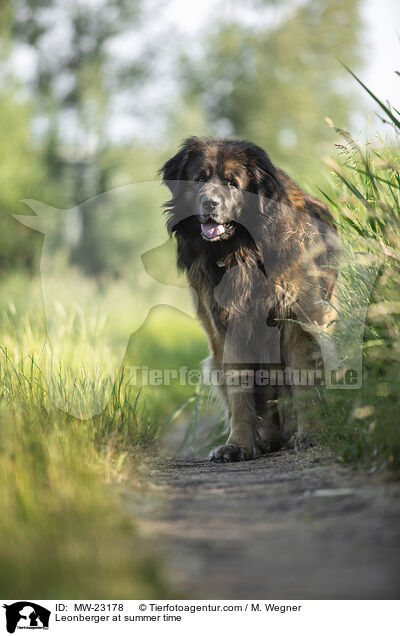 Leonberger at summer time / MW-23178
