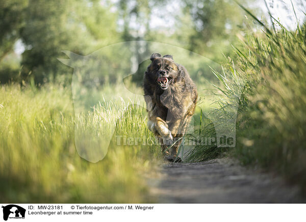 Leonberger at summer time / MW-23181