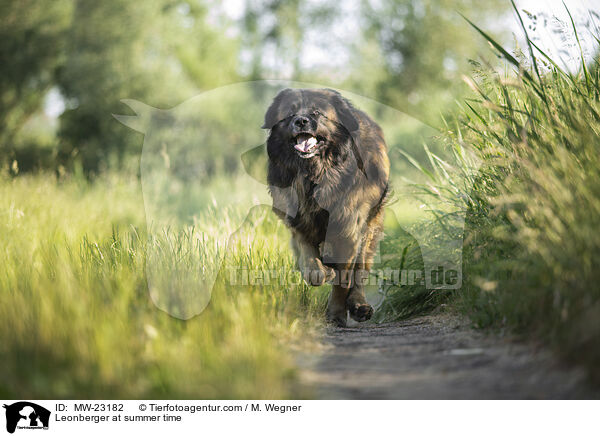 Leonberger at summer time / MW-23182