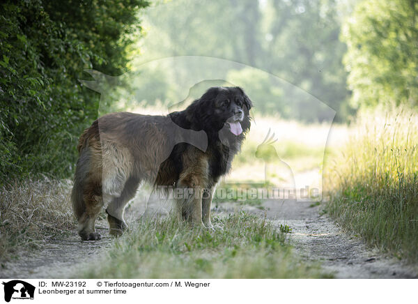 Leonberger at summer time / MW-23192
