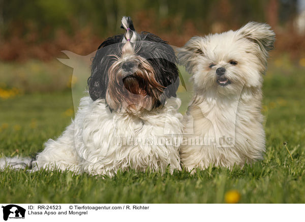 Lhasa Apso and Mongrel / RR-24523