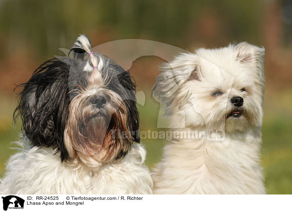 Lhasa Apso and Mongrel / RR-24525