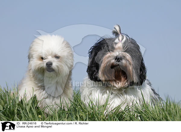 Lhasa Apso and Mongrel / RR-24616
