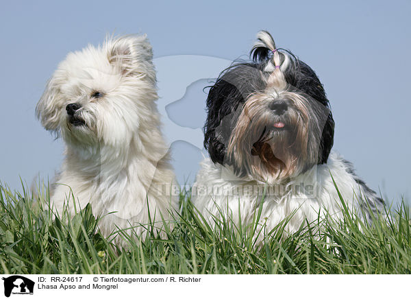 Lhasa Apso and Mongrel / RR-24617