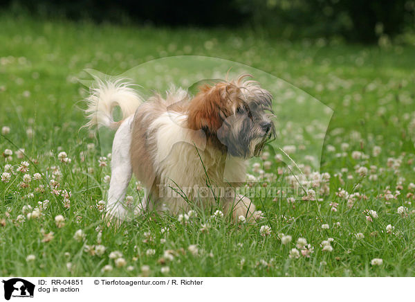 dog in action / RR-04851