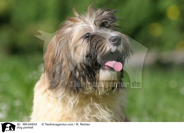 Lwchen im Portrait / dog portrait / RR-04854