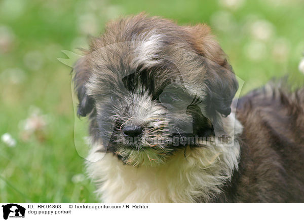 dog puppy portrait / RR-04863
