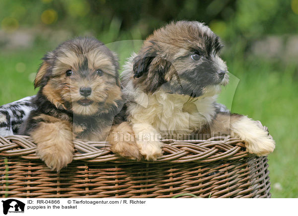 puppies in the basket / RR-04866