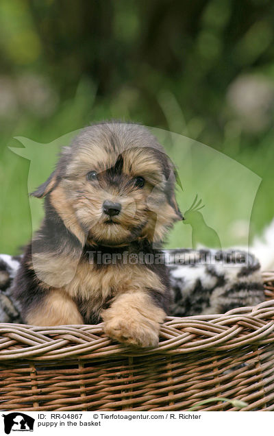 puppy in the basket / RR-04867