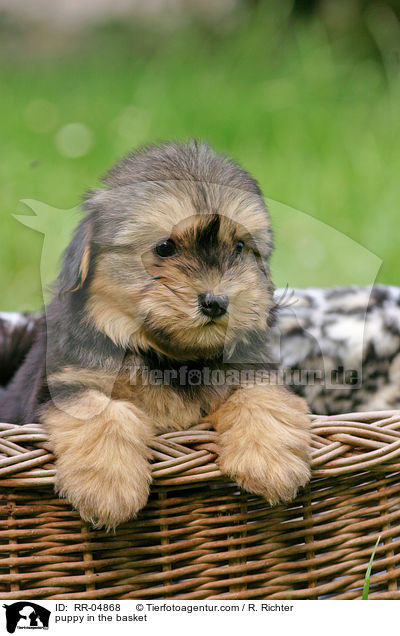 puppy in the basket / RR-04868