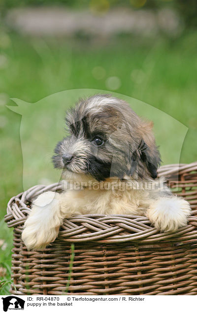 puppy in the basket / RR-04870