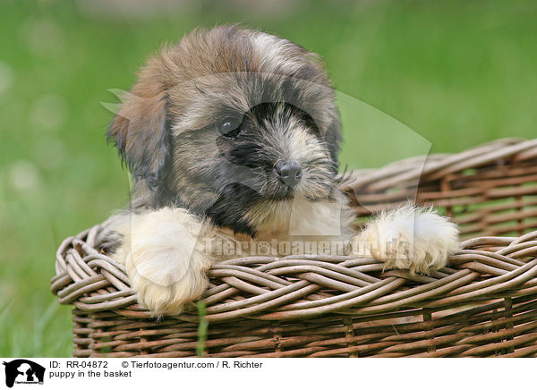 puppy in the basket / RR-04872