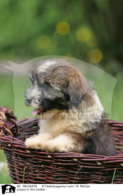 puppy in the basket / RR-04876