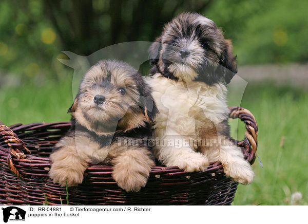 puppies in the basket / RR-04881
