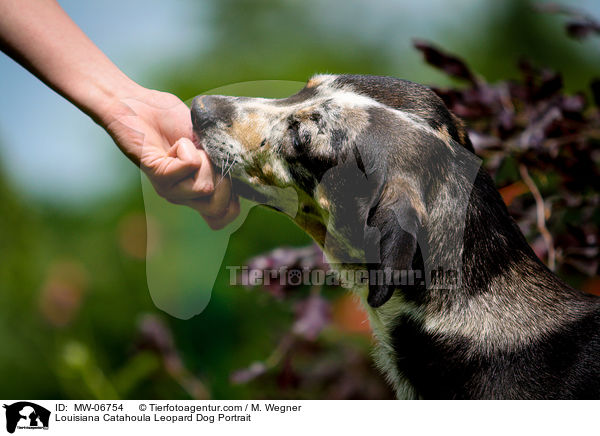 Louisiana Catahoula Leopard Dog Portrait / MW-06754