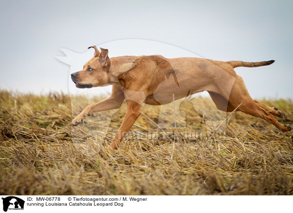 running Louisiana Catahoula Leopard Dog / MW-06778