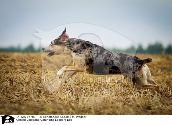 running Louisiana Catahoula Leopard Dog / MW-06780