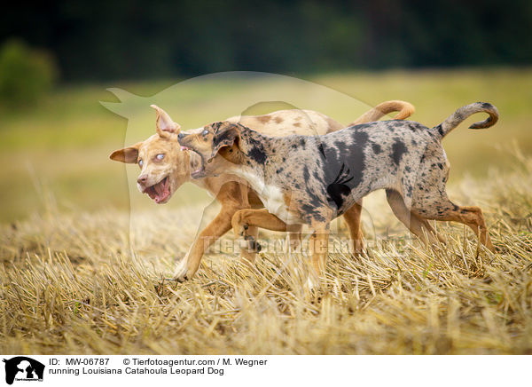 running Louisiana Catahoula Leopard Dog / MW-06787