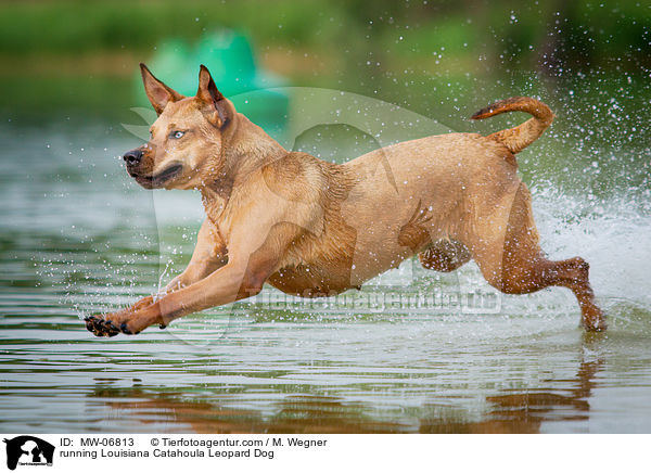 running Louisiana Catahoula Leopard Dog / MW-06813