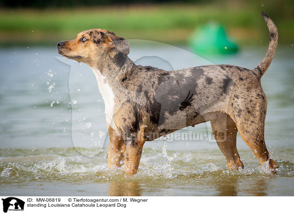 standing Louisiana Catahoula Leopard Dog / MW-06819