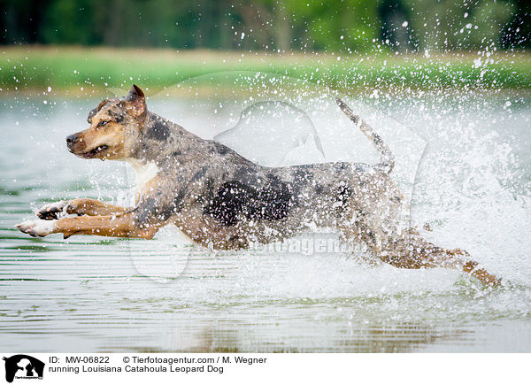 running Louisiana Catahoula Leopard Dog / MW-06822