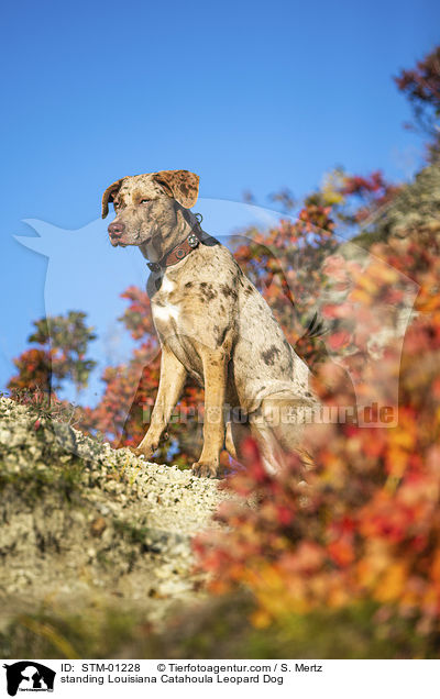 standing Louisiana Catahoula Leopard Dog / STM-01228
