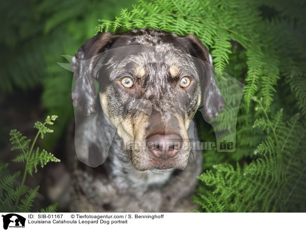 Louisiana Catahoula Leopard Dog portrait / SIB-01167