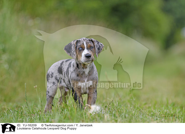 Louisiana Catahoula Leopard Dog Puppy / YJ-16209