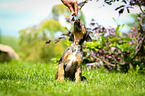 Louisiana Catahoula Leopard Dog Puppy
