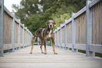 female Louisiana Catahoula Leopard Dog