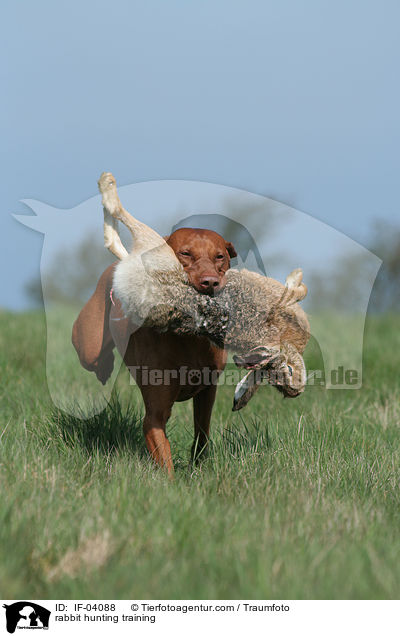 rabbit hunting training / IF-04088