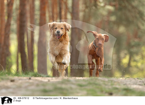 2 dogs / KB-07612