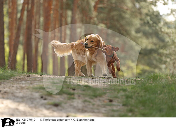 2 Hunde / 2 dogs / KB-07619