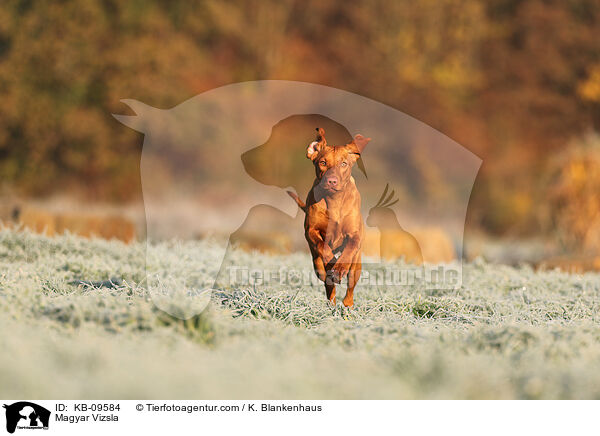 Magyar Vizsla / KB-09584