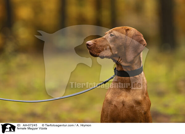 Magyar Vizsla Hndin / female Magyar Vizsla / AH-07245