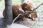 2 shorthaired Magyar Vizsla Puppys
