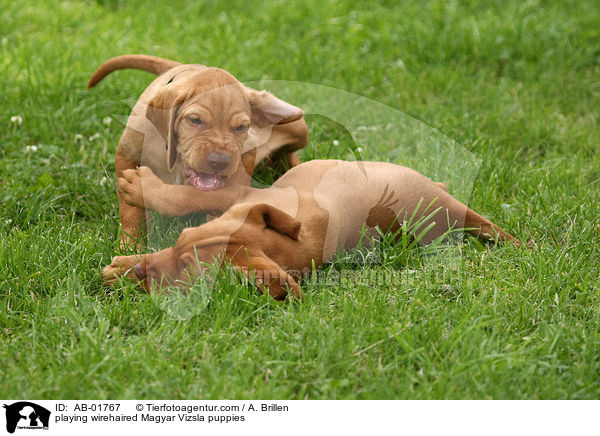 playing wirehaired Magyar Vizsla puppies / AB-01767