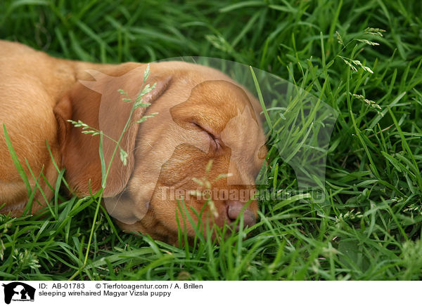 sleeping wirehaired Magyar Vizsla puppy / AB-01783