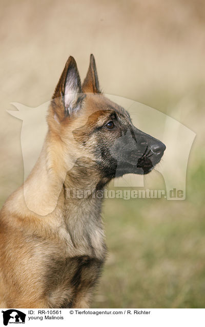 young Malinois / RR-10561