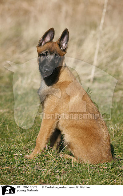 junger Malinois / young Malinois / RR-10562