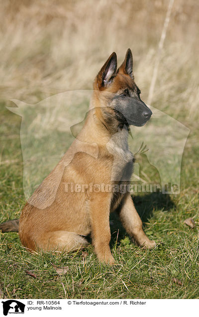 junger Malinois / young Malinois / RR-10564