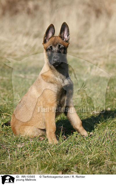 junger Malinois / young Malinois / RR-10565
